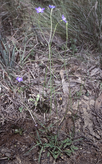 Wahlenbergia (Capebells) (alternate view 9)