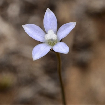 Wahlenbergia (Capebells) (alternate view 10)