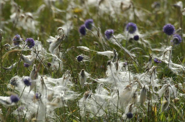 Succisa pratensis (Devil's-bit Scabious)
