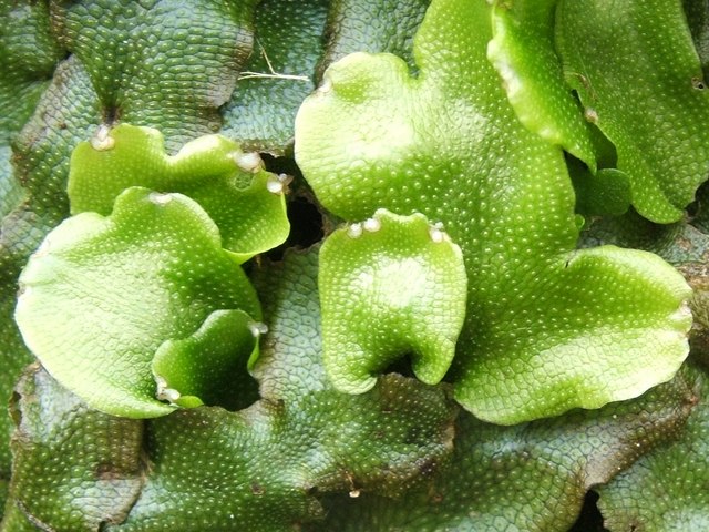 Conocephalum conicum (Great Scented Liverwort)