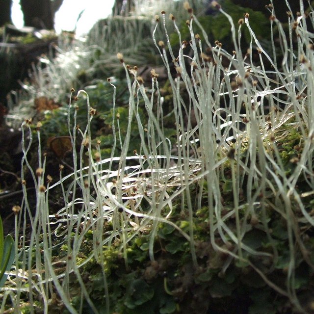 Pellia epiphylla (common pellia)