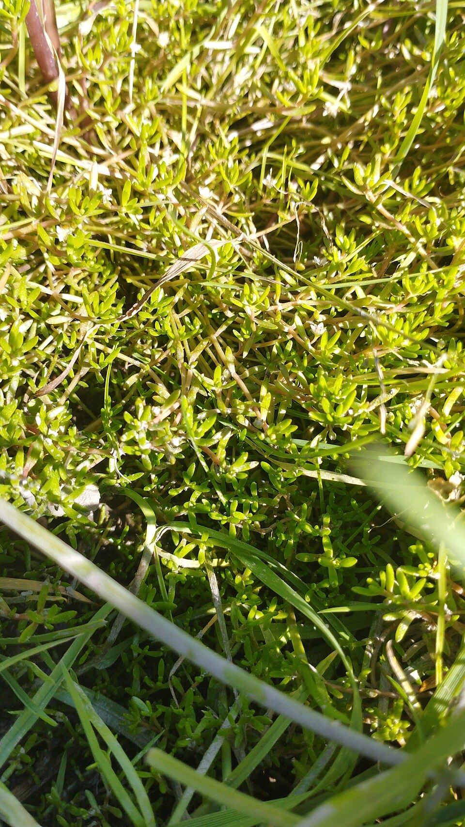 Crassula helmsii (New Zealand pygmyweed)