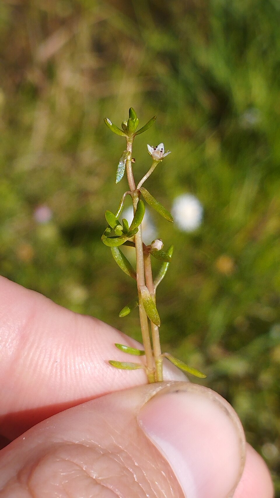 Crassula helmsii (New Zealand pygmyweed)