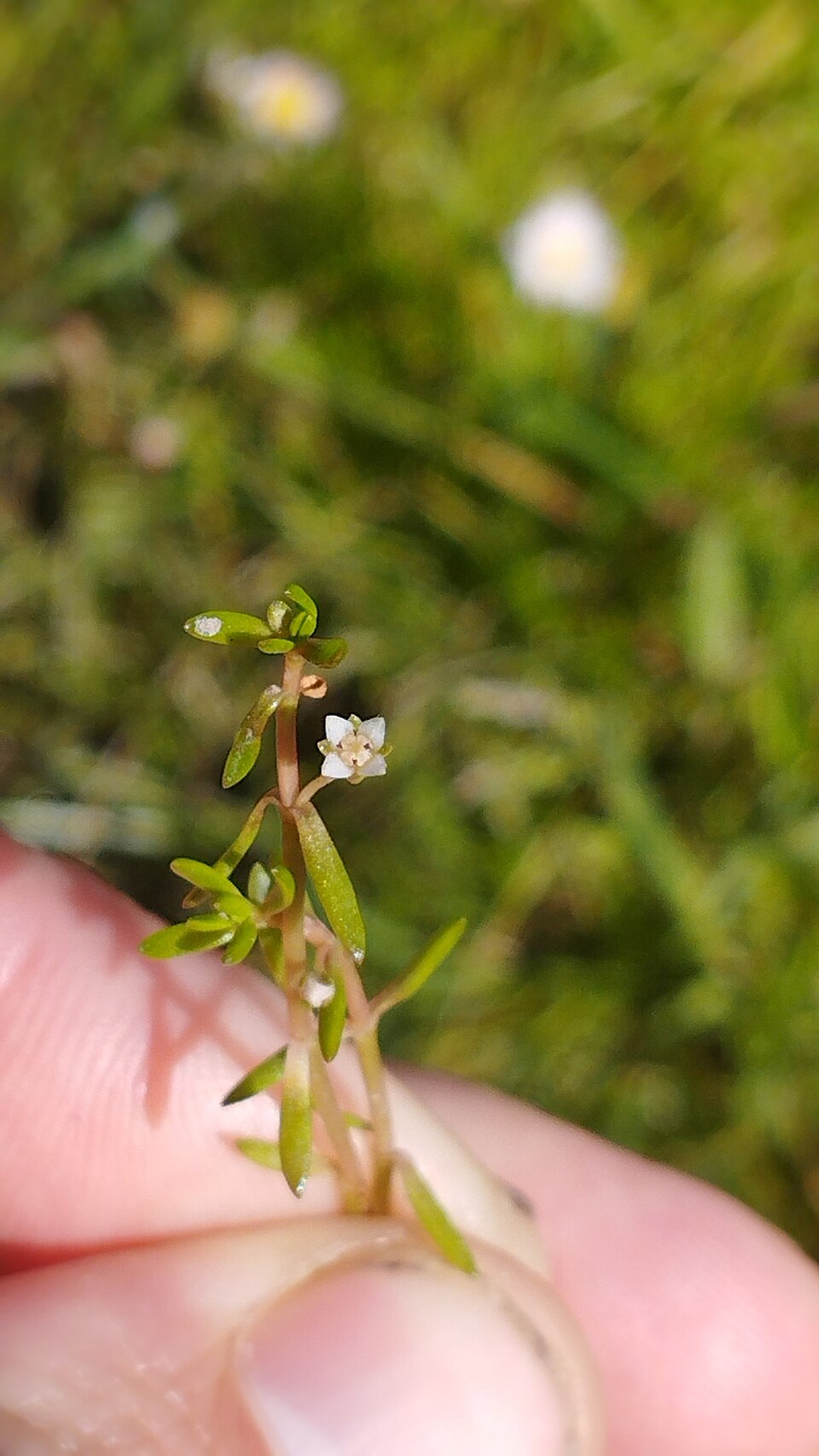 Crassula helmsii (New Zealand pygmyweed)