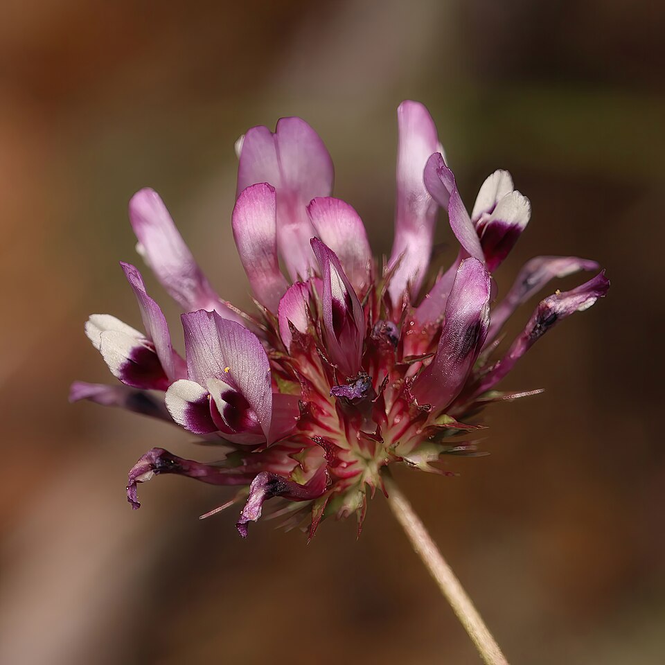 Trifolium willdenovii (tomcat clover) (alternate view 10)