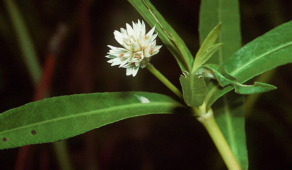 Alternanthera philoxeroides (Alligatorweed)