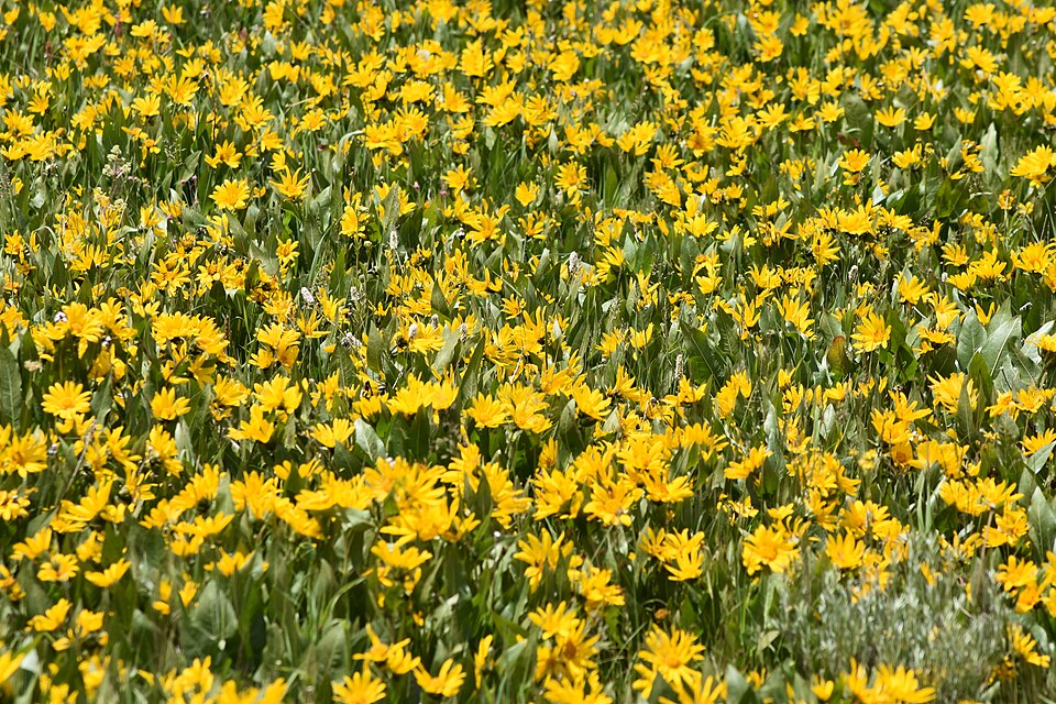 Wyethia (mule's ears)