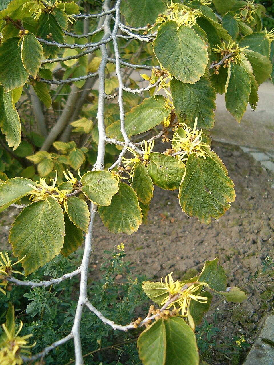 Hamamelis virginiana (Common Witch Hazel) (alternate view 6)
