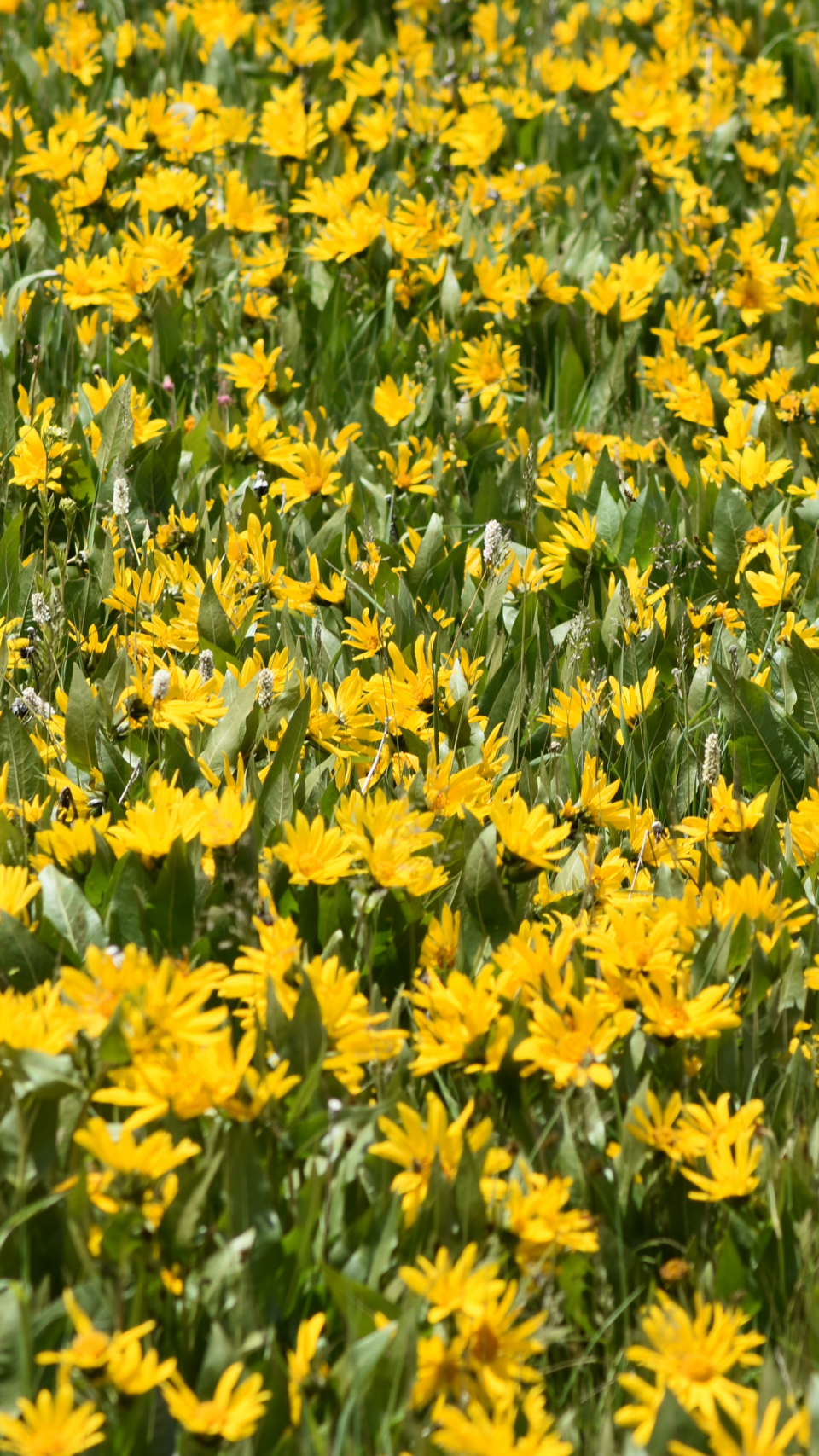 Wyethia (mule's ears) (alternate view 2)