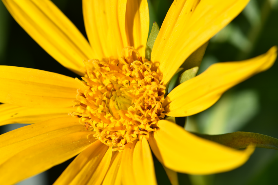 Wyethia (mule's ears) (alternate view 3)