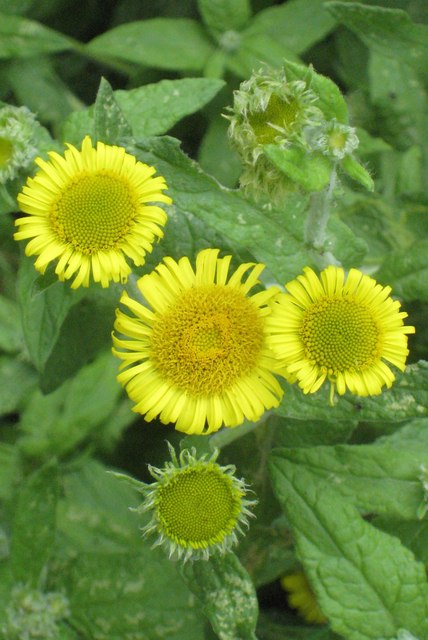 Pulicaria dysenterica (Common Fleabane)