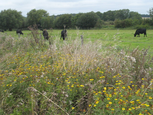 Pulicaria dysenterica (Common Fleabane)
