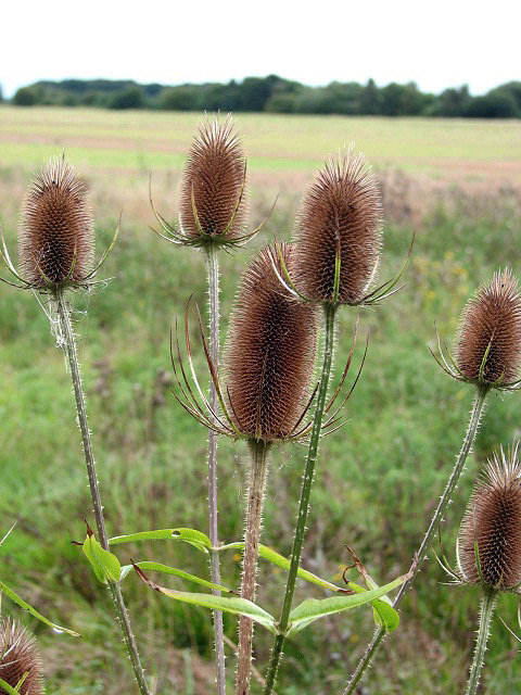 Dipsacus (teasels) (alternate view 2)
