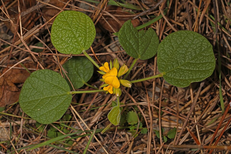 Rhynchosia (Snoutbeans) (alternate view 2)