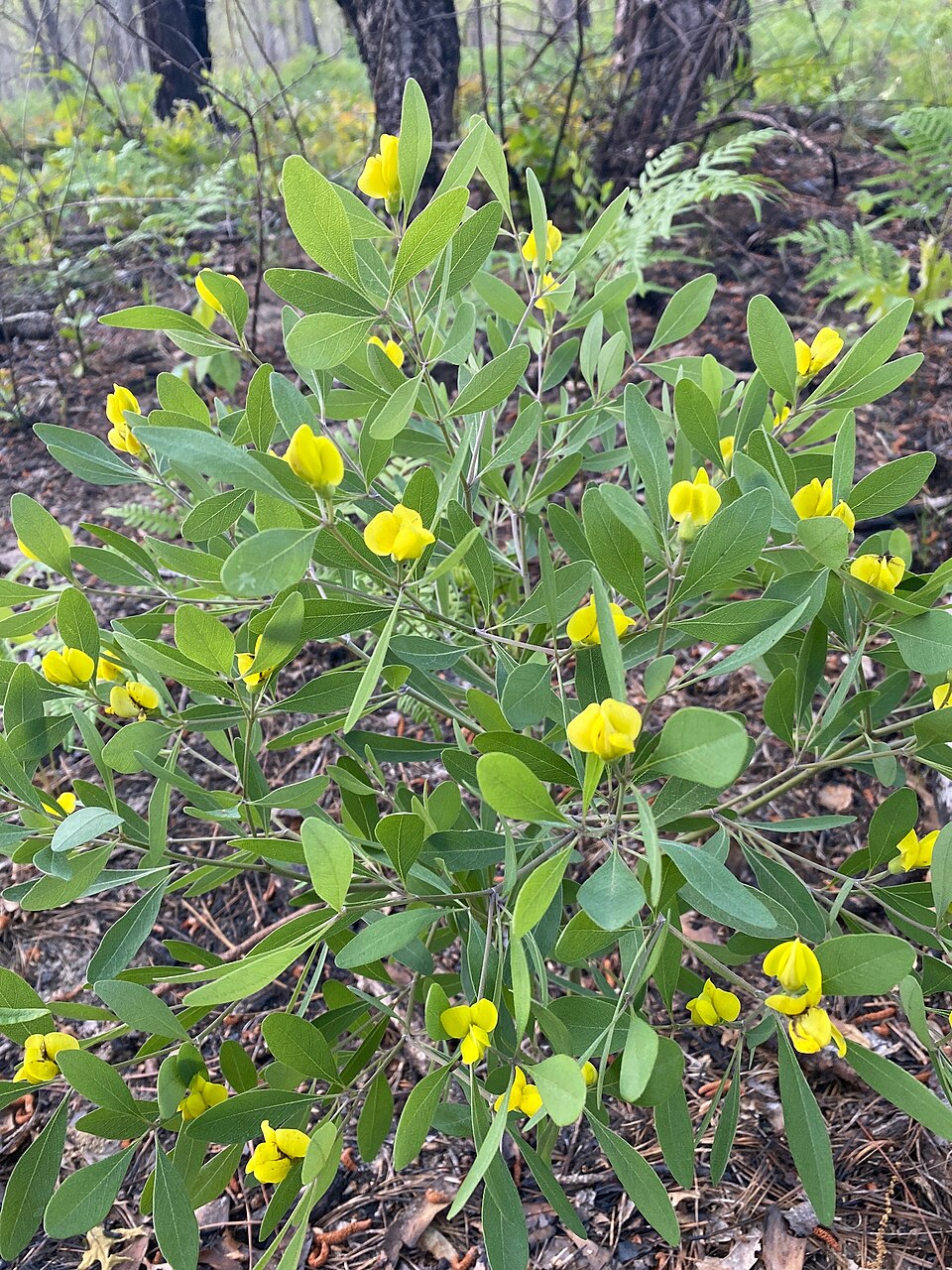 Baptisia (wild indigos) (alternate view 2)