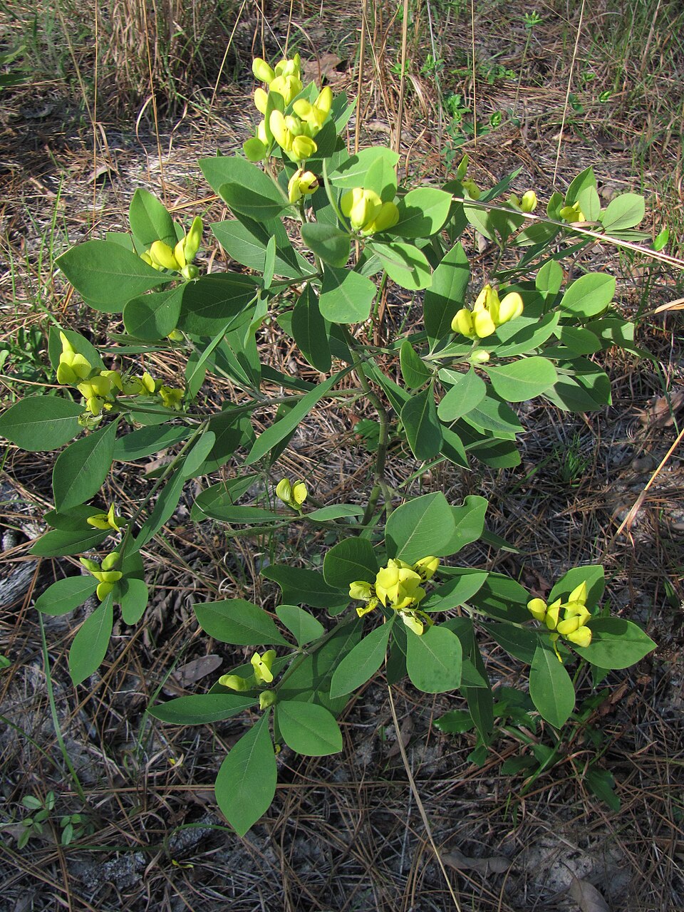 Baptisia (wild indigos) (alternate view 3)