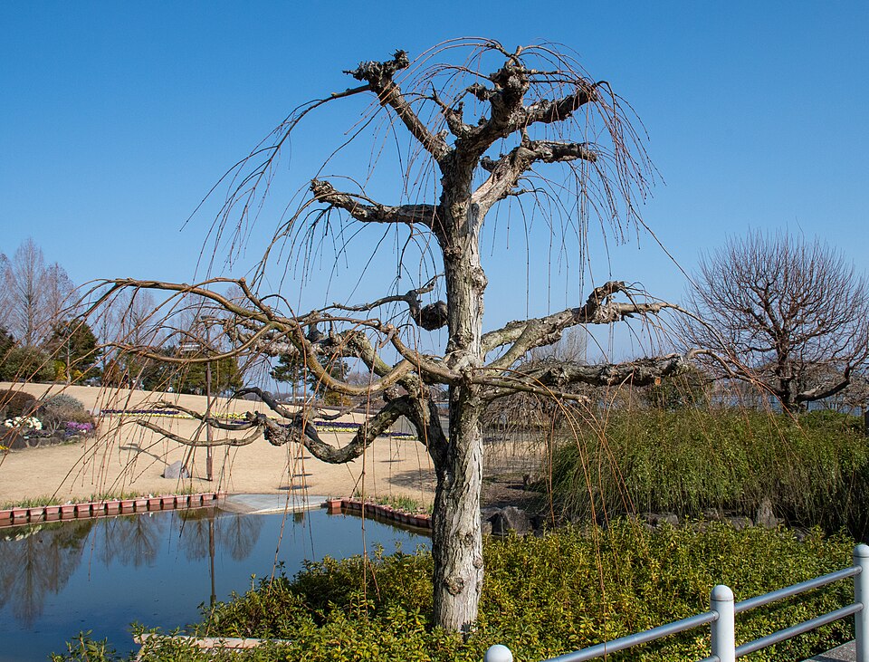 Cercidiphyllum japonicum 'Pendulum' (weeping katsura) (alternate view 3)
