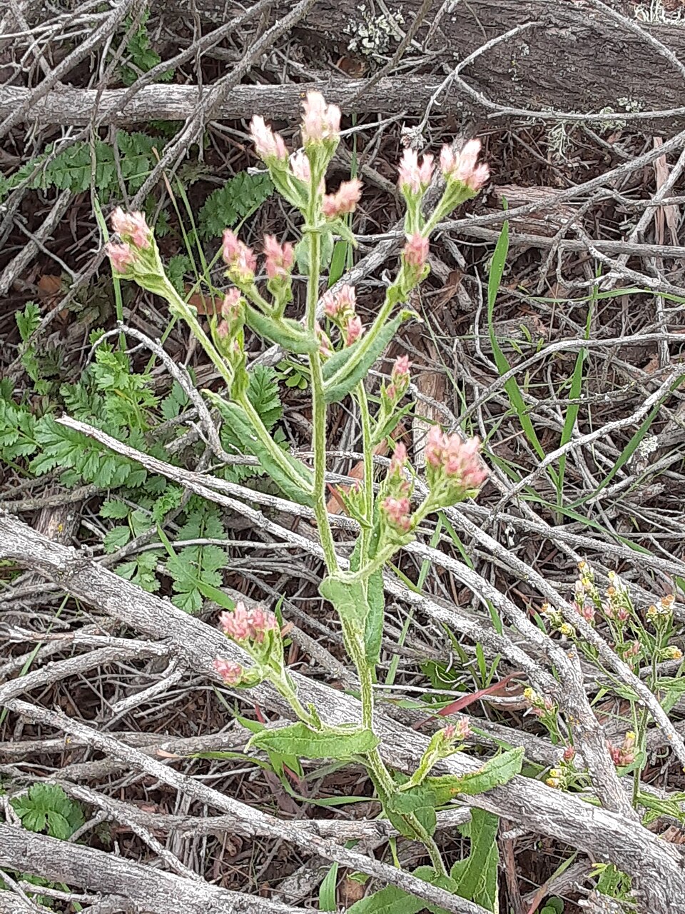 Pseudognaphalium (rabbit-tobaccos)