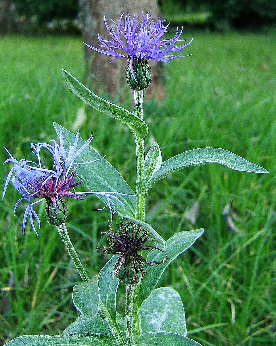 Centaurea montana (Perennial Cornflower)