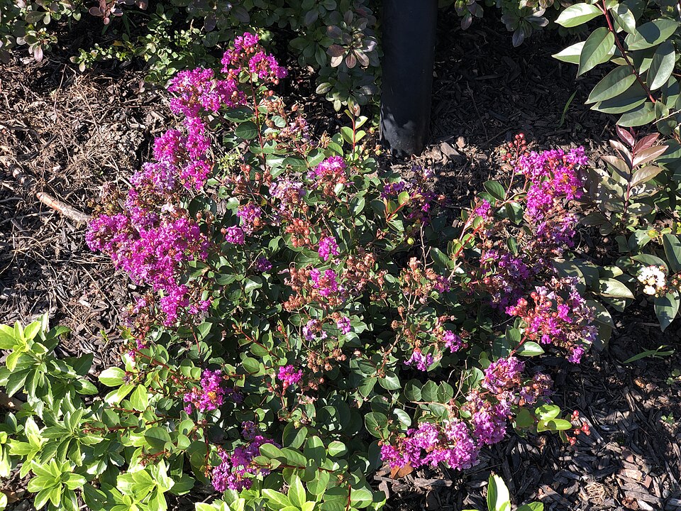 Lagerstroemia indica 'Bellini Grape' (Bellini Grape Crape Myrtle) (alternate view 2)