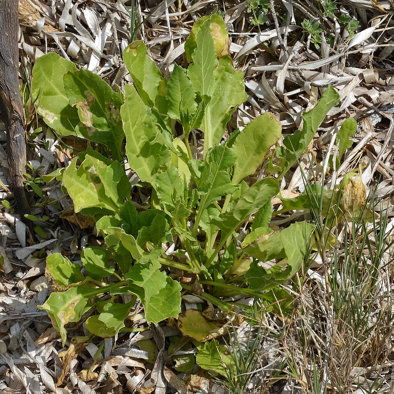 Beta vulgaris, Beet — clumping deciduous (Amaranthaceae) (image 9 of 9)