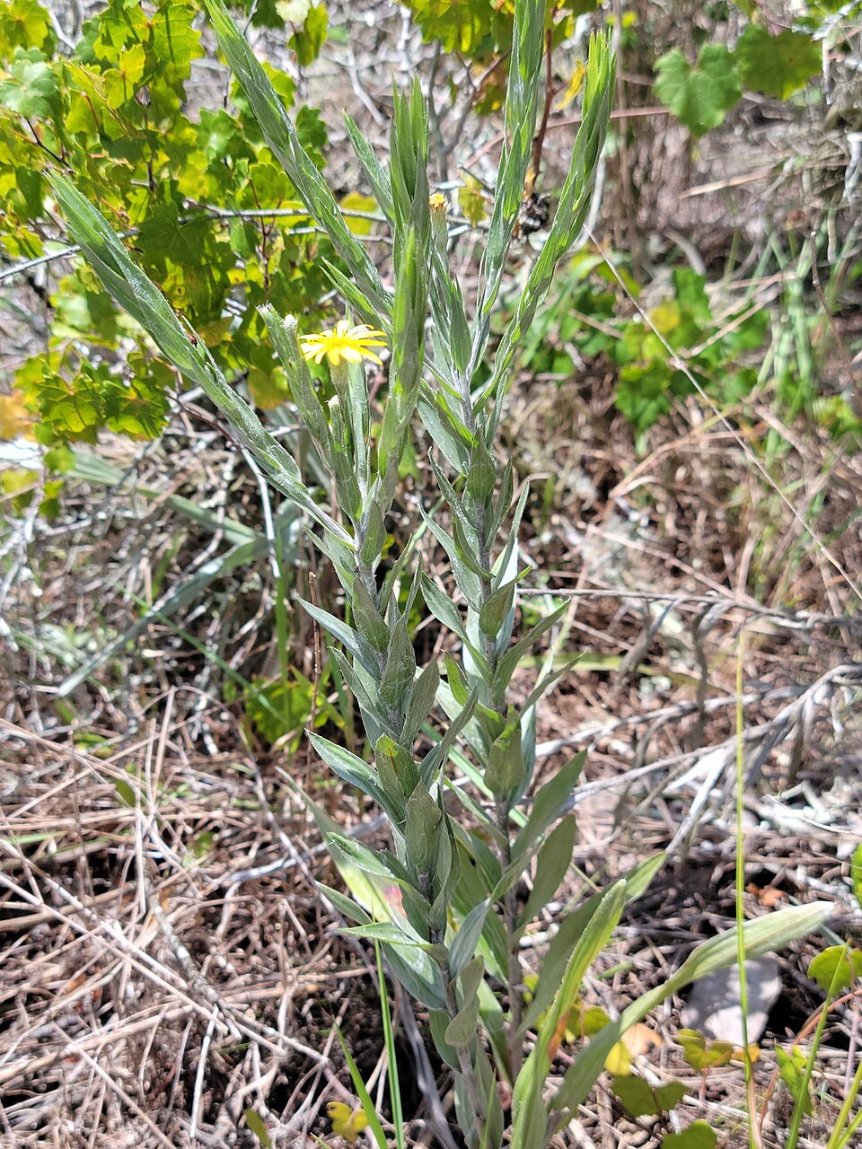 Pityopsis (Silkgrasses)