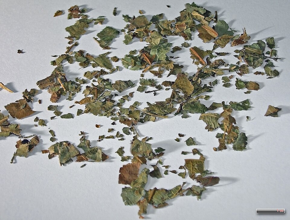 Hamamelis virginiana (Common Witch Hazel) (alternate view 9)
