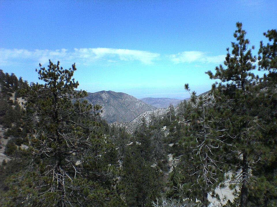 Pinus jeffreyi (Jeffrey Pine) (alternate view 6)