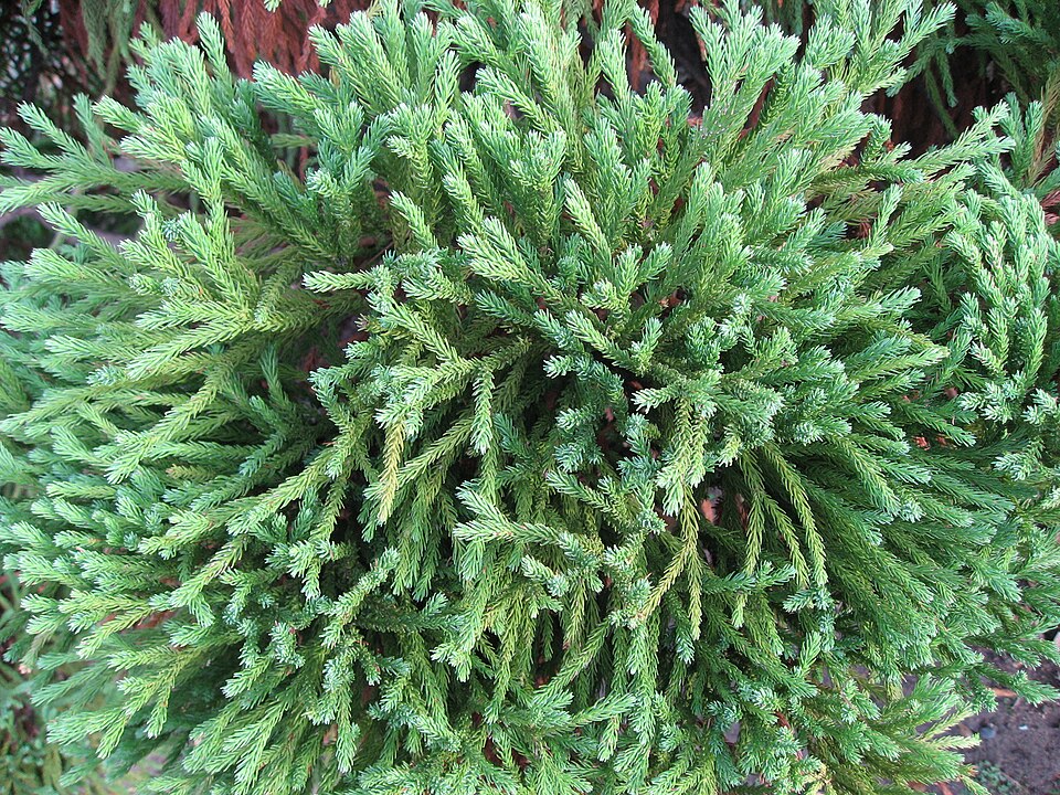 Cryptomeria japonica 'Globosa Nana' (Globe Japanese Cedar)