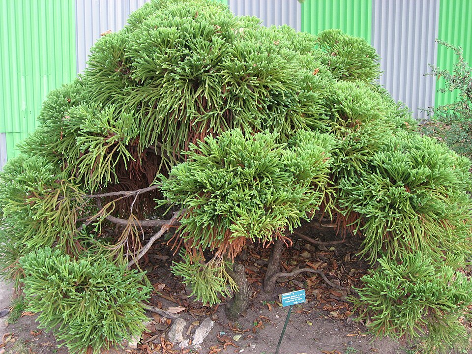 Cryptomeria japonica 'Globosa Nana' (Globe Japanese Cedar) (alternate view 2)