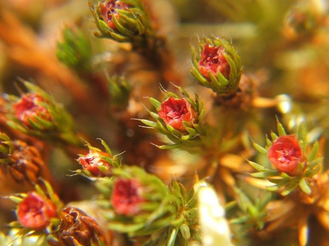 Polytrichum piliferum (bristly haircap moss)