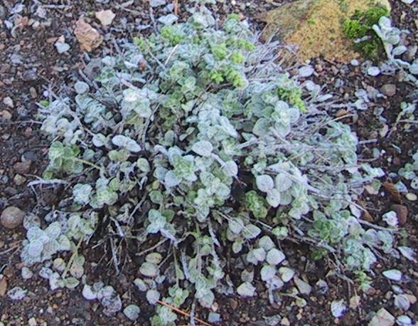 Origanum dictamnus (dittany of Crete) (alternate view 11)