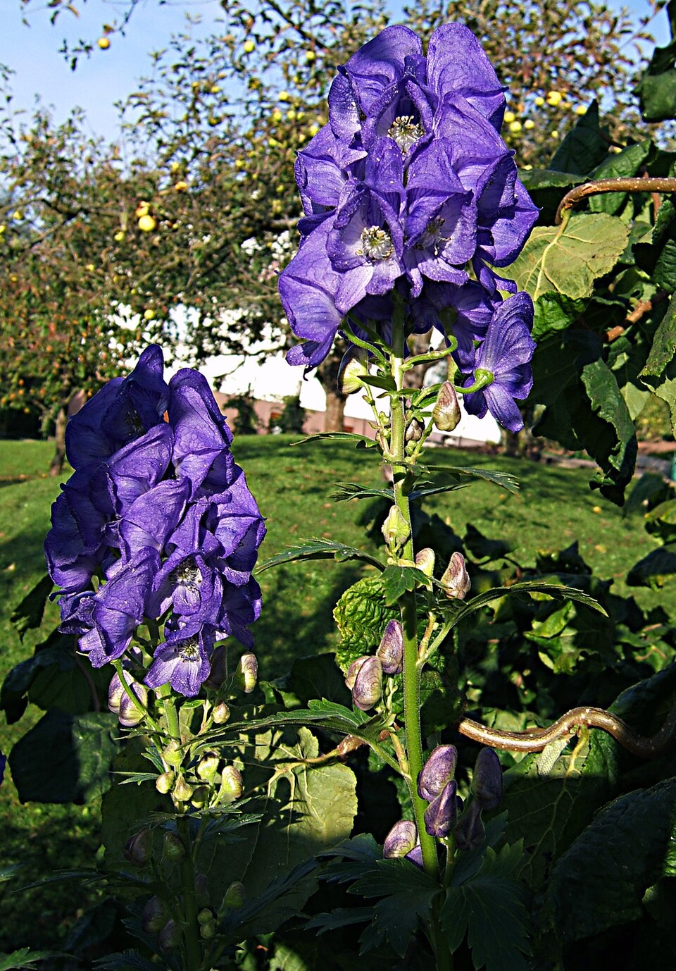 Aconitum napellus (Common Monkshood) (alternate view 6)