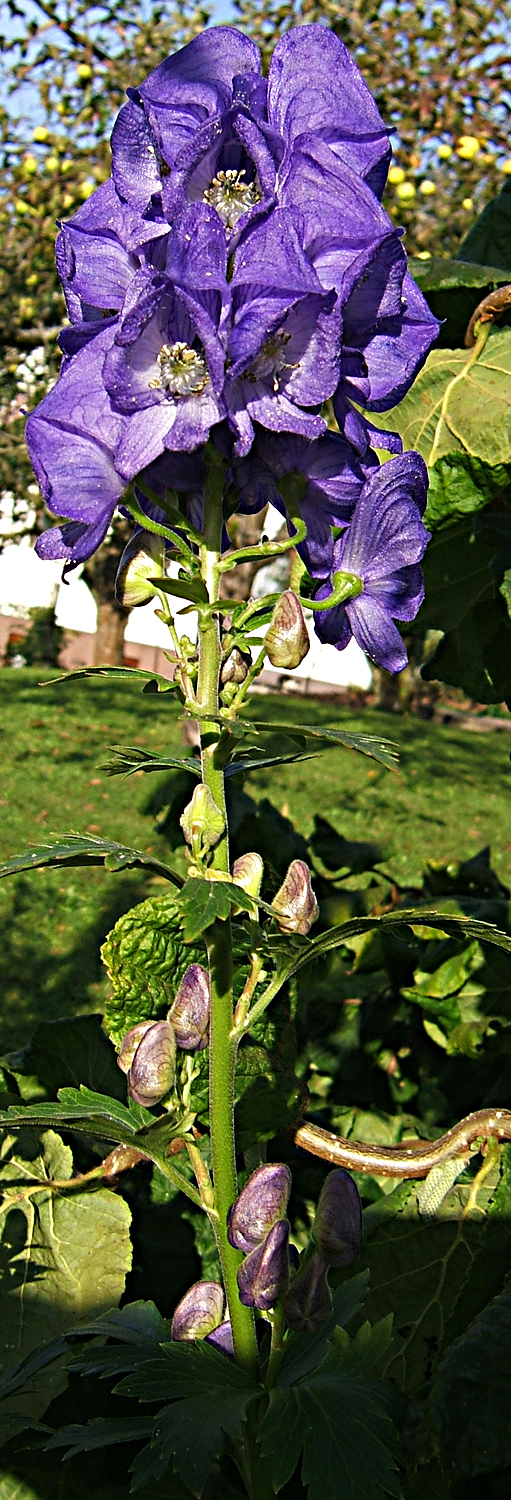 Aconitum napellus (Common Monkshood) (alternate view 7)