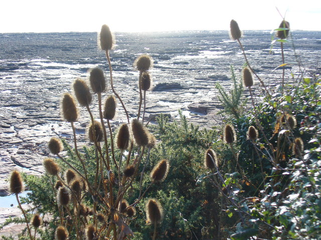 Dipsacus (teasels) (alternate view 3)