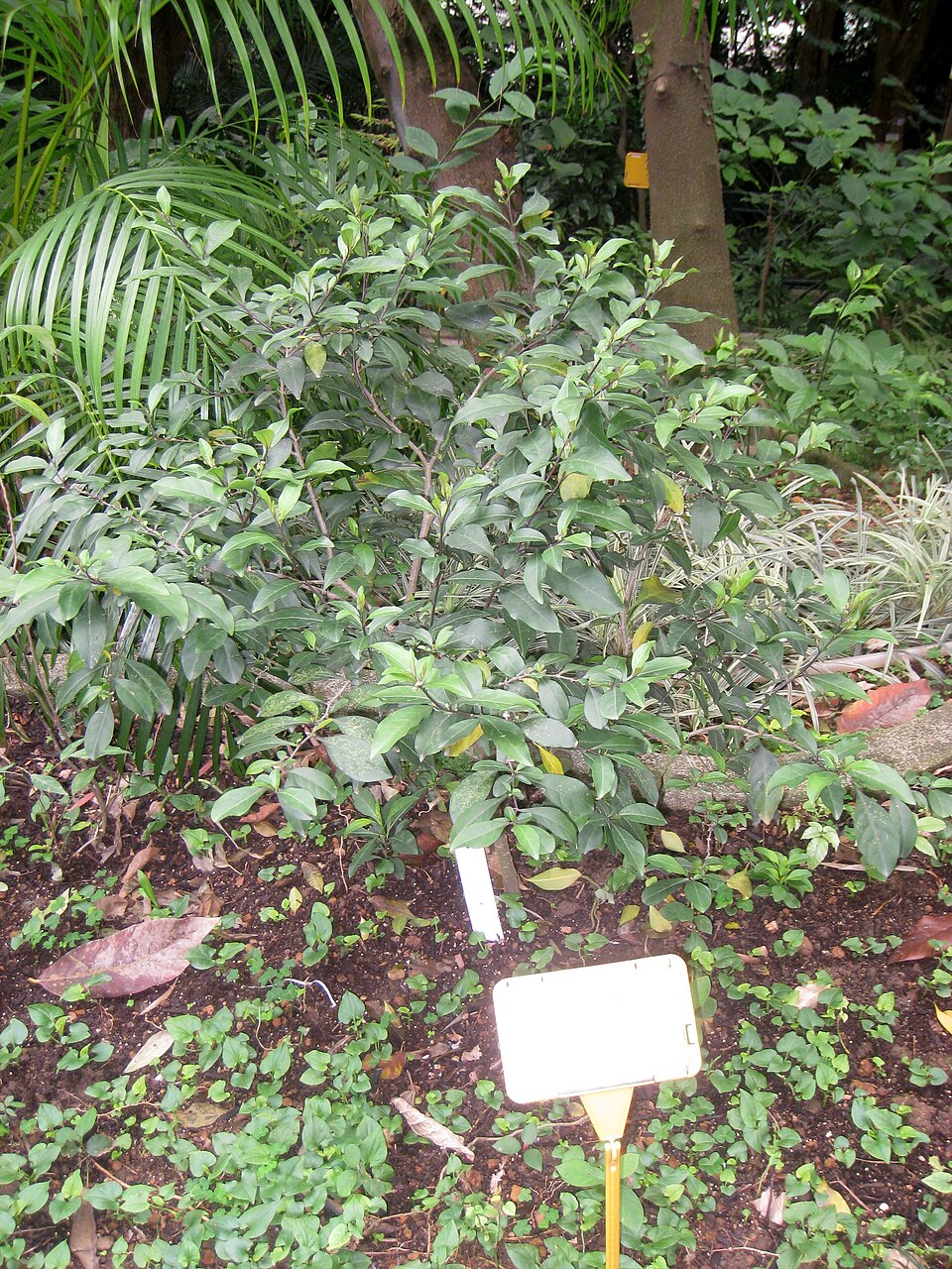 Houttuynia cordata (Chameleon Plant) (alternate view 8)