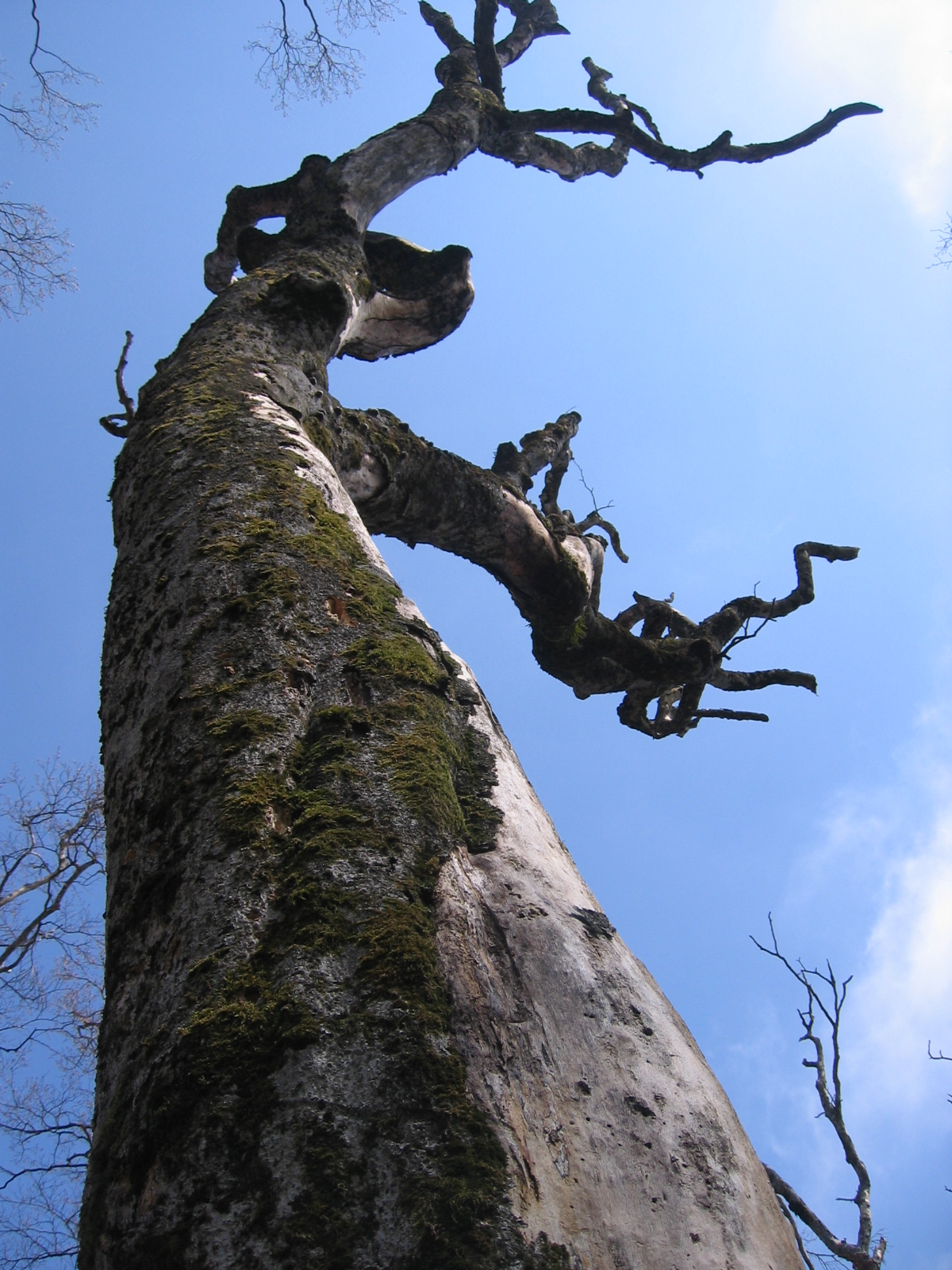 Fagus crenata, Japanese beech — upright deciduous (Fagaceae) (image 4 of 10)