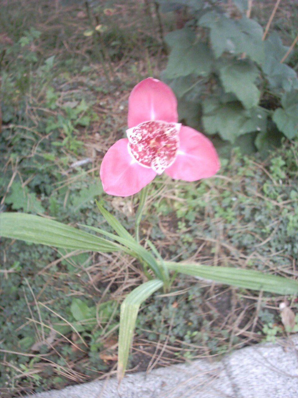 Tigridia pavonia (Mexican shell flower) (alternate view 8)