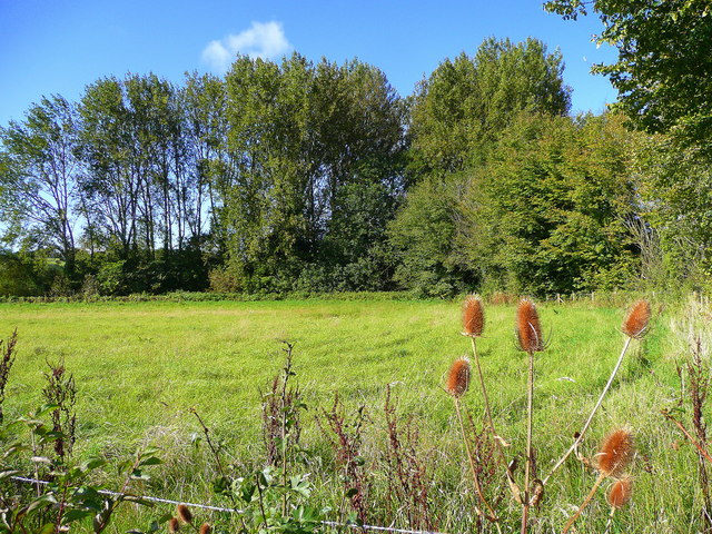 Dipsacus fullonum (common teasel) (alternate view 9)