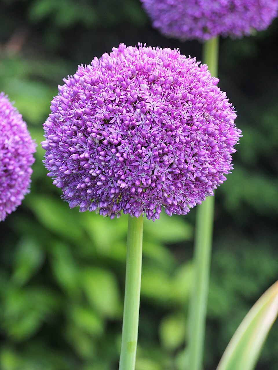 Allium × 'Ambassador' (Ambassador Allium)