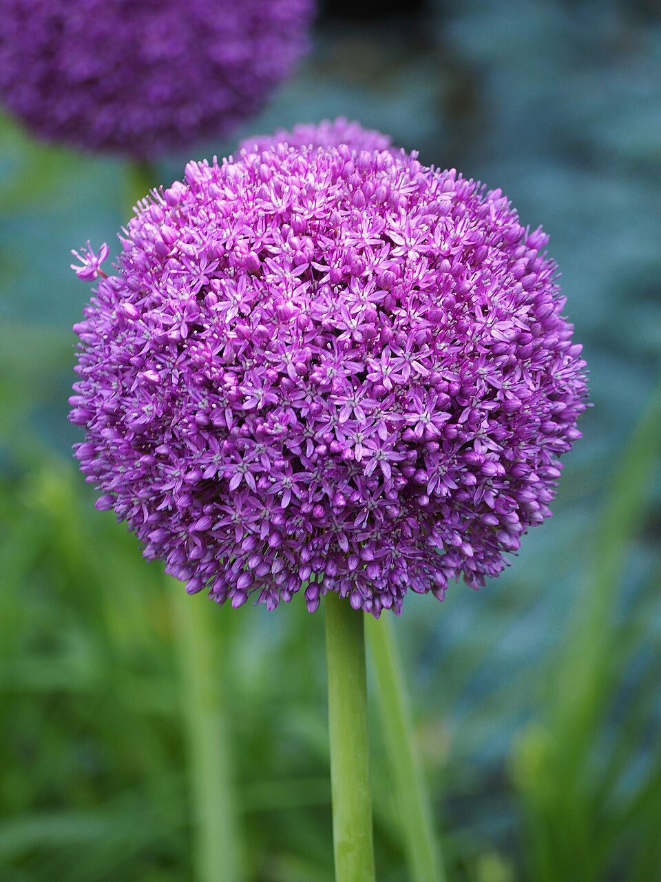 Allium × 'Ambassador' (Ambassador Allium) (alternate view 2)