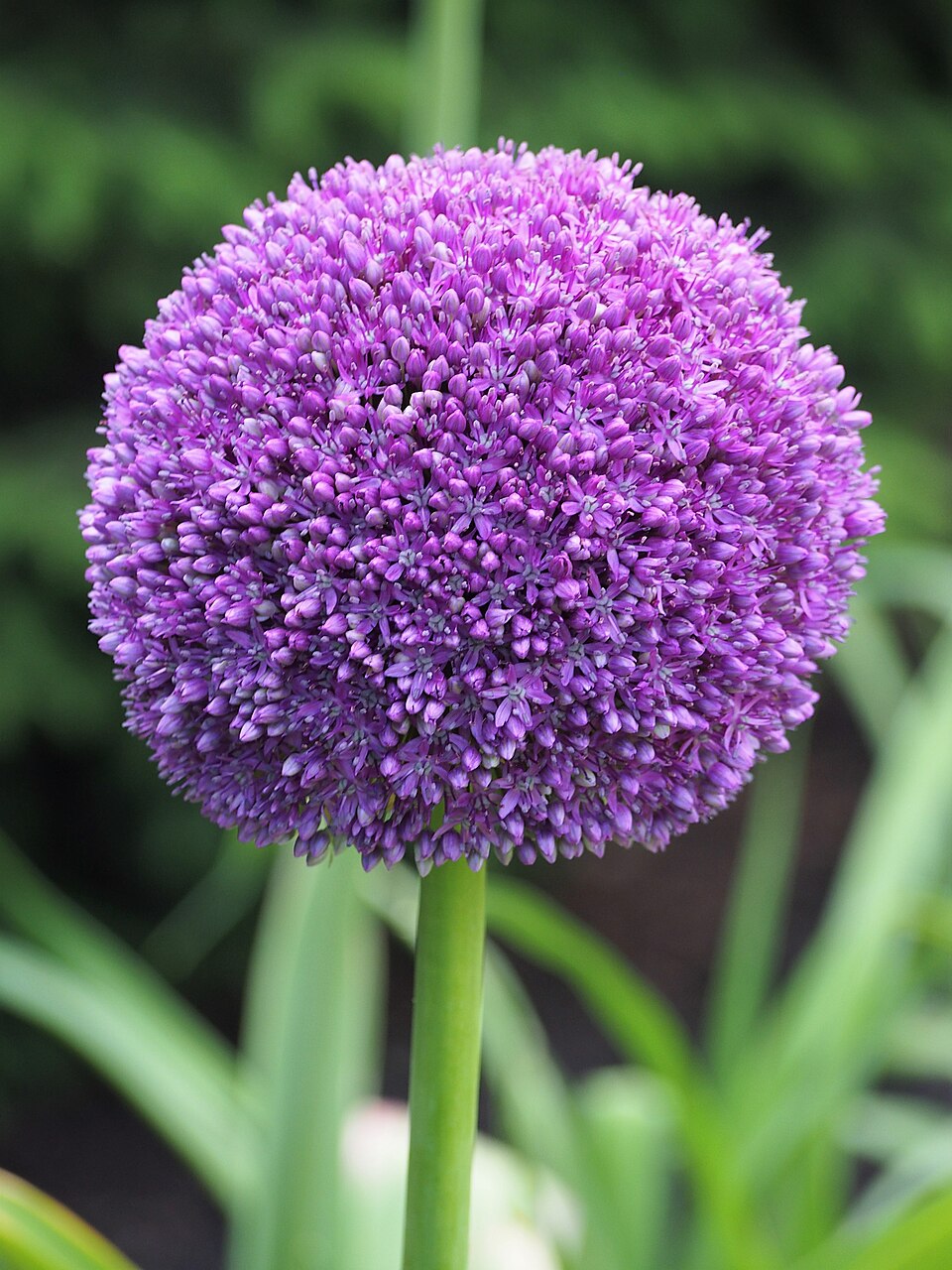 Allium × 'Ambassador' (Ambassador Allium) (alternate view 3)