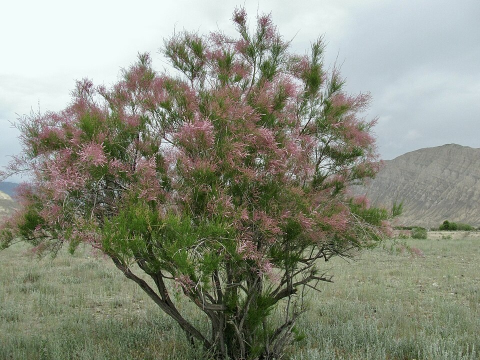 Tamarix ramosissima (saltcedar) (alternate view 7)