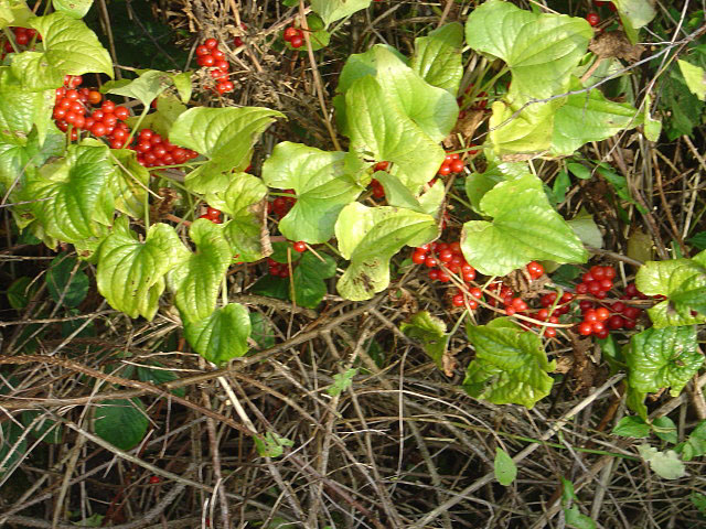 Dioscorea communis (Black Bryony)
