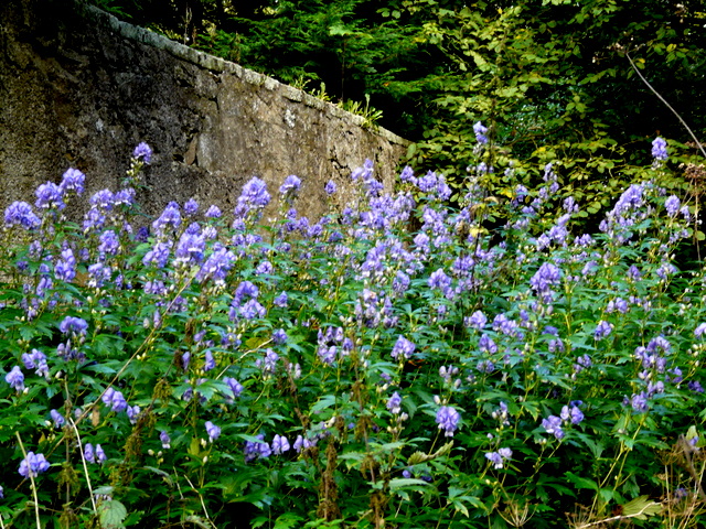 Aconitum (Monkshoods) (alternate view 4)