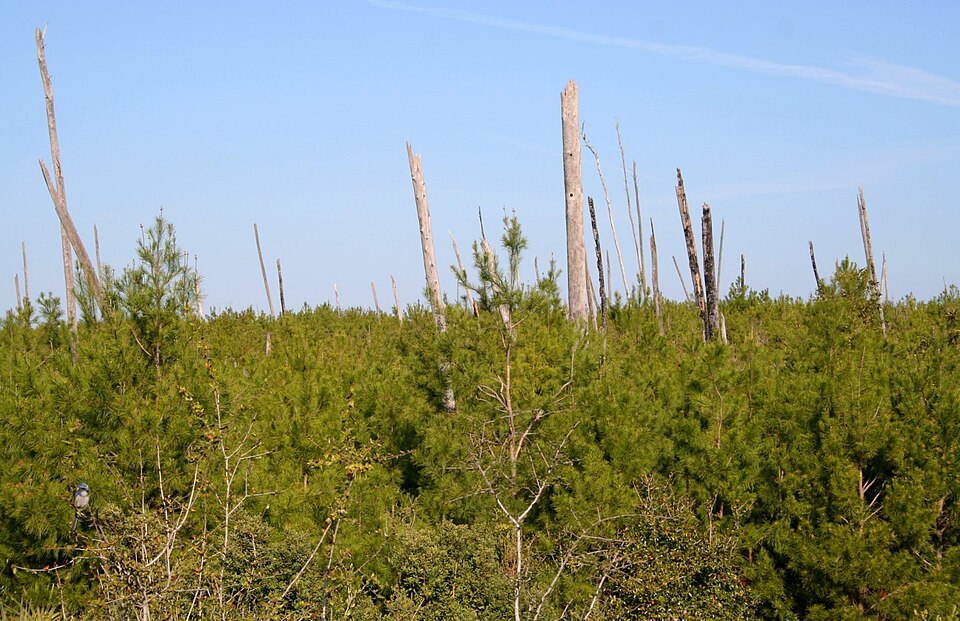 Pinus clausa (sand pine)