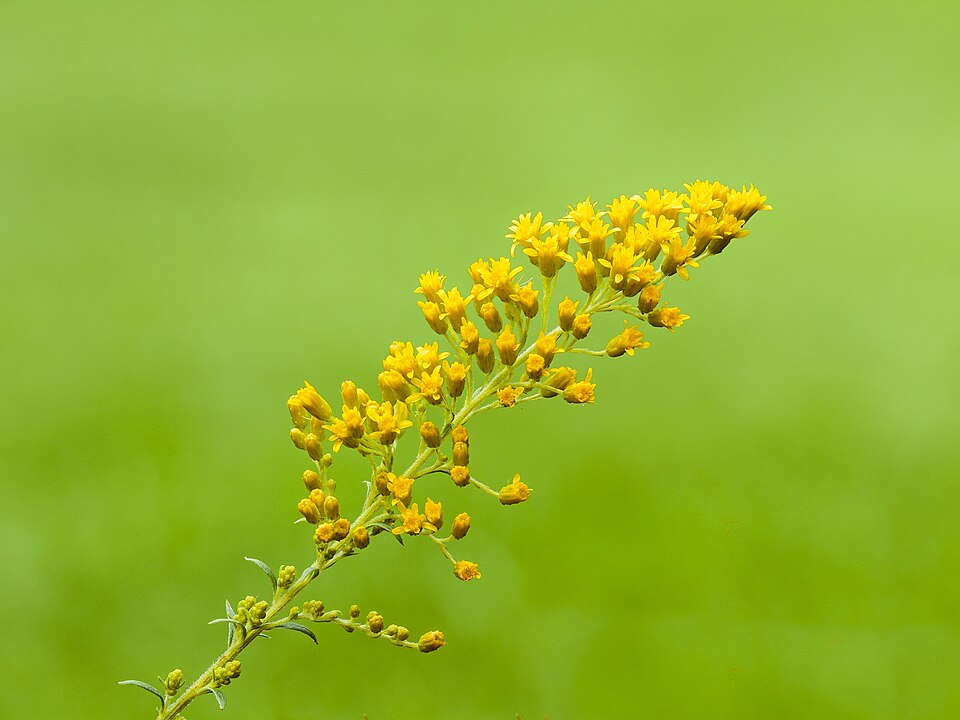 Solidago 'Loysder Crown' (Loysder Crown Solidago) (alternate view 2)