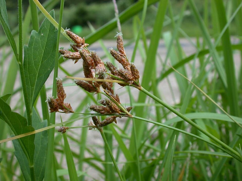 Fimbristylis dichotoma (Common Fringe-rush) (alternate view 6)