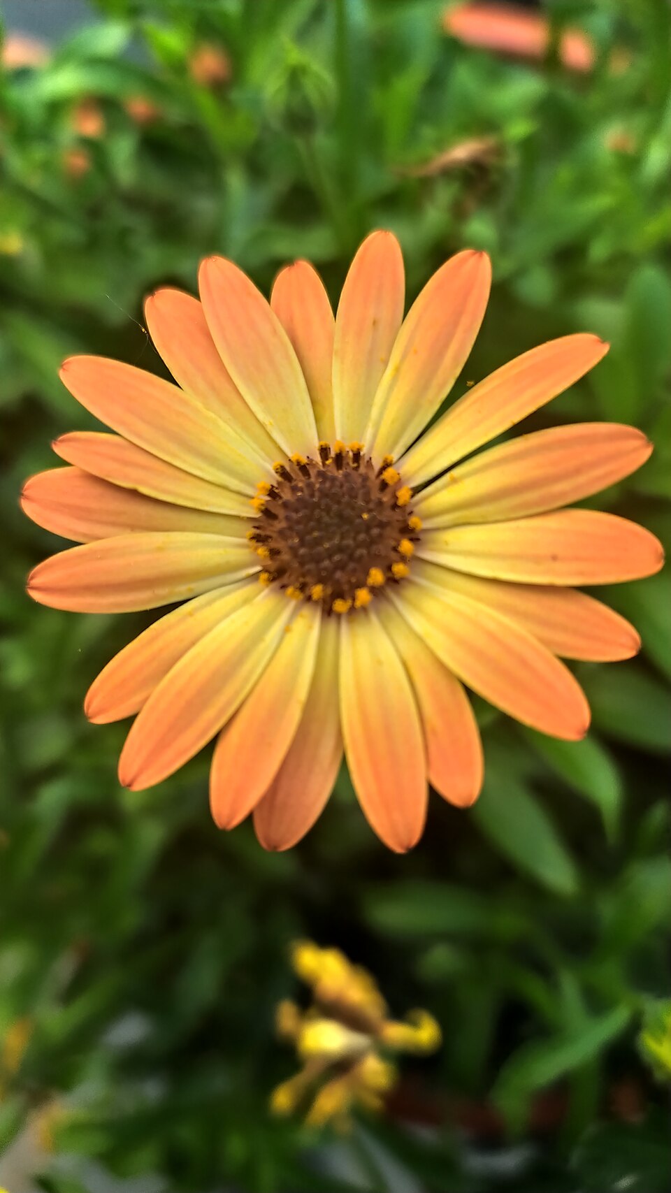 Dimorphotheca (Afro-Australian daisies) (alternate view 7)
