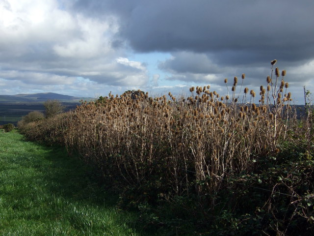 Dipsacus fullonum (common teasel) (alternate view 10)
